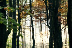 Kamperen op de Veluwe