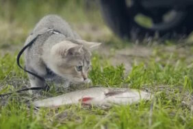 Camping met een kat: de belangrijkste tips