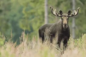 Elandenparken in Zweden: Ontmoet de koning van het bos